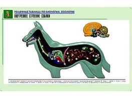 Рельефная таблица "Внутреннее строение собаки" (формат А1, матовое ламинирование) - fgospostavki.ru - Норильск
