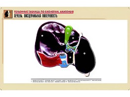 Рельефная таблица "Печень. Висцеральная поверхность" (формат А1, матовое ламинирование) - fgospostavki.ru - Норильск