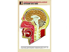 Рельефная таблица "Сагиттальный разрез головы" (формат А1, матовое ламинирование) - fgospostavki.ru - Норильск