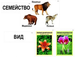 Модель-аппликация "Классификация растений и животных" (ламинированная) - fgospostavki.ru - Норильск
