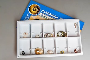Коллекция "Раковины моллюсков" - fgospostavki.ru - Норильск