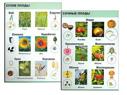 Коллекция "Семена и плоды" - fgospostavki.ru - Норильск