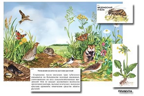 Магнитный плакат-аппликация "Луг: биоразнообразие и взаимосвязи в сообществе" - fgospostavki.ru - Норильск
