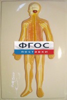 Модель барельефная "Нервная система человека" - fgospostavki.ru - Норильск