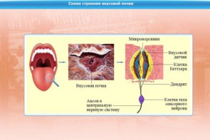 Интерактивные курсы. Биология 10 класс. Базовый. - fgospostavki.ru - Норильск