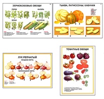 Плакаты ПРОФТЕХ "Ассортимент овощных культур" (12 пл, винил, 70х100) - fgospostavki.ru - Норильск
