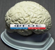 Модель "Мозг в разрезе" (белый) - fgospostavki.ru - Норильск