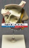 Модель "Разрез носоглотки" - fgospostavki.ru - Норильск