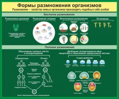 Стенд "Формы размножения организмов" - fgospostavki.ru - Норильск