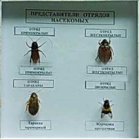 Коллекция энтомологическая "Представители отряда насекомых" - fgospostavki.ru - Норильск