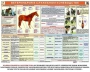 Комплект плакатов "Служебное коневодство" - fgospostavki.ru - Норильск