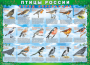 Комплект таблиц "Птицы России (4 листа)" (100х140 сантиметров, винил) - fgospostavki.ru - Норильск