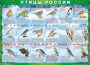 Комплект таблиц "Птицы России (4 листа)" (100х140 сантиметров, винил) - fgospostavki.ru - Норильск