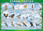 Комплект таблиц "Птицы России (4 листа)" (100х140 сантиметров, винил) - fgospostavki.ru - Норильск