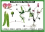 Комплект таблиц "Ознакомление с окружающим миром 1-4 класс" - fgospostavki.ru - Норильск
